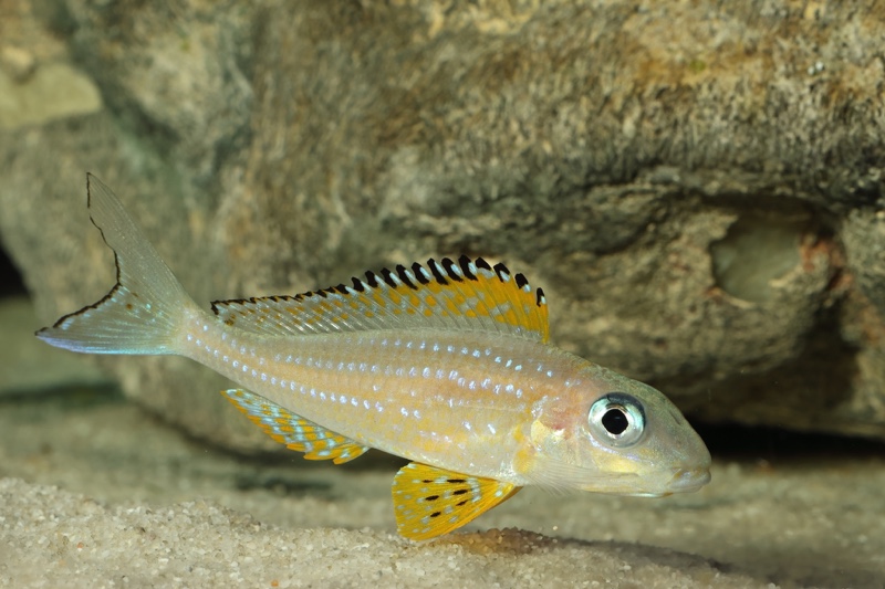 Xenotilapia papilio 'Kanoni'